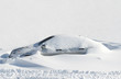 Car under snow. Background of fresh snow