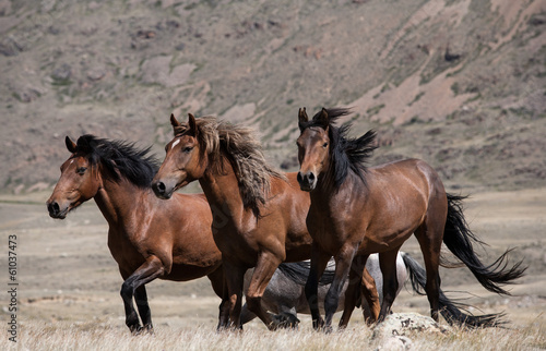 Plakat na zamówienie Piękne brązowe konie w galopie na tle gór
