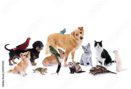 Foto-Duschvorhang nach Maß - Gruppe verschiedene Haustiere (von grafikplusfoto)