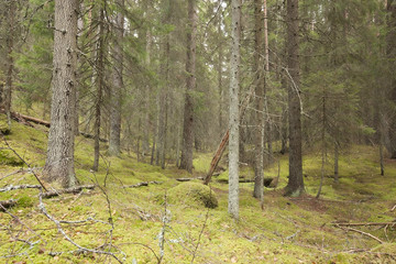 Poster - Natural untouched forest, important habitat for animals