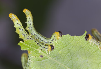 Poster - Hazel Sawfly larva, Croesus septentrionalis feeding on leaf