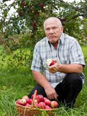 Poster -  man with  basket of apples