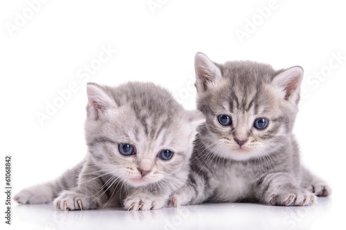 Fototapeta na wymiar small Scottish kittens