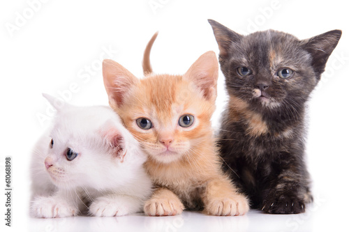 Tapeta ścienna na wymiar small Scottish kittens