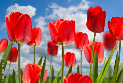 Plakat na papierze fotorealistycznym Tulipany