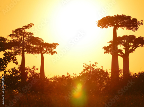 Tapeta ścienna Baobab
