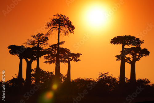 Tapeta ścienna Baobab