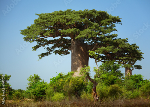 Tapeta ścienna Baobab