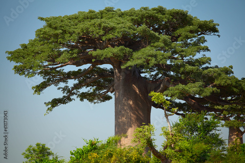 Tapeta ścienna Baobab