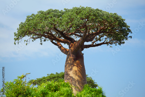 Tapeta ścienna Baobab