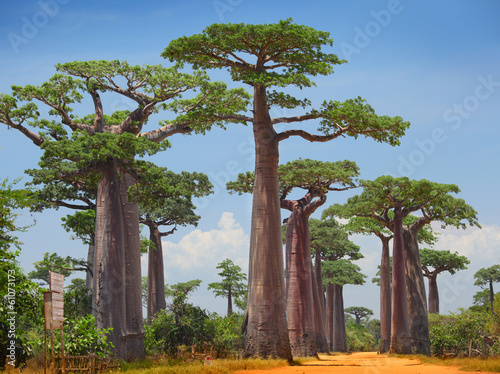 Tapeta ścienna Baobab