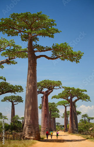 Tapeta ścienna Baobab