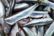 Fresh crude anchovies