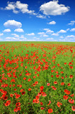 Fototapeta Maki - red poppies on green field