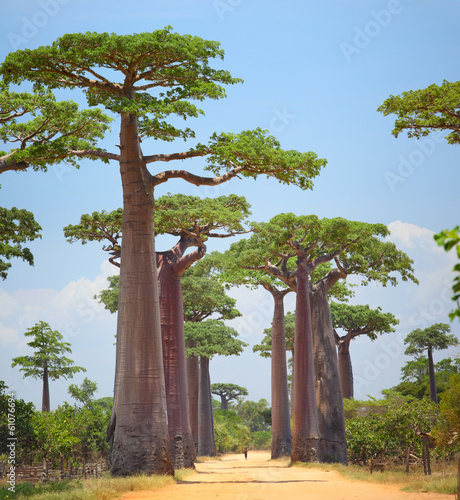 Tapeta ścienna Baobab