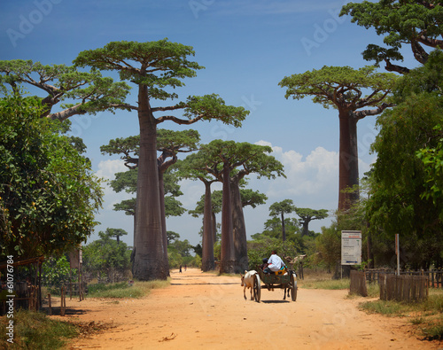 Tapeta ścienna Baobab