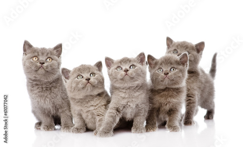 Group British Shorthair Kittens Isolated On White Background