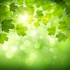 natural green background. vector