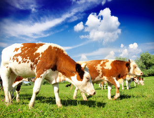 Canvas Print - Cows on a green summer meadow