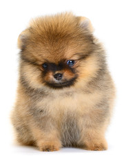 Sticker - pomeranian puppy