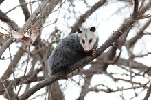 Opossum In A Tree