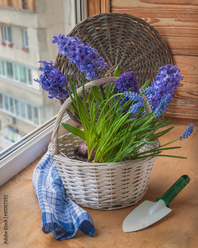 Board z aluminiowym obramowaniem Hiacynty i muscari w białym koszu