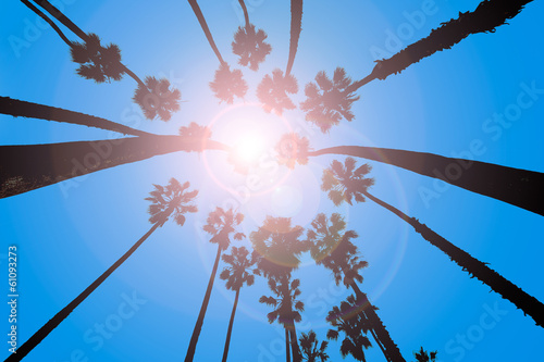 Tapeta ścienna California palmy widok z dołu w santa barbara