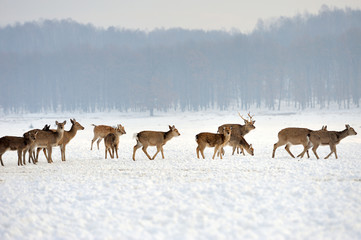 Canvas Print - Deer