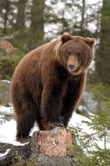 Wall Mural - bear in winter
