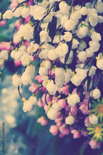 Naklejka samoprzylepna Kwiat wiśni sakura