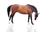 Fototapeta Konie - brown horse