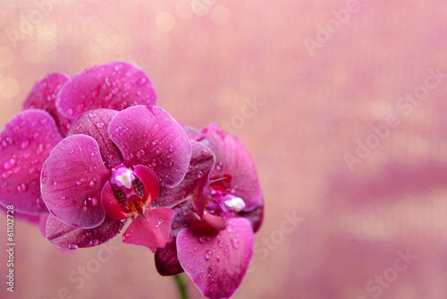Board z aluminiowym obramowaniem Piękna kwitnąca orchidea na jasnym tle koloru