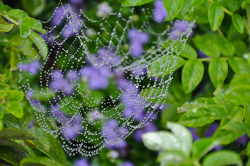 Small drops of water captured in spider web