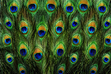 Pattern Of Colorful Peacock Feathers