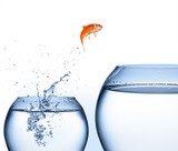 Fototapeta  - goldfish jumping out of the water - improvement concept
