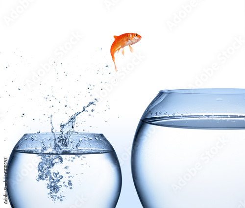 Cuadros en Lienzo goldfish jumping out of the water - improvement concept
