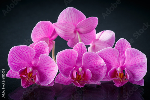 Naklejka - mata magnetyczna na lodówkę beautiful branch Phalaenopsis