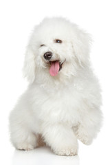 Wall Mural - Bichon-Frise dog portrait