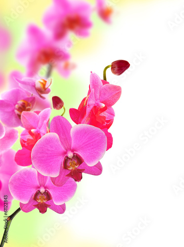 Board z aluminiowym obramowaniem Piękny kwiat orchidei różowy phalaenopsis zbliżenie