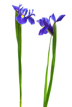 Two Blue Iris