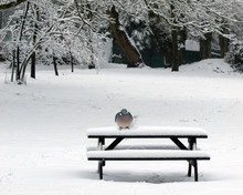 Bench And Pigeon