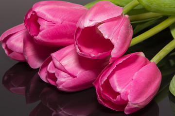 Wall Mural - group of  pink tulips isolated on black background