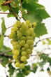 Closeup on grape
