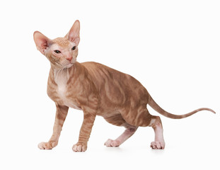 Don sphynx kitten on white background