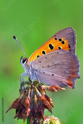 Board z aluminiowym obramowaniem Mała miedź (plaze lycaena)