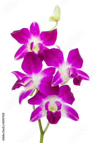 Plakat na zamówienie Różowa orchidea