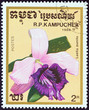 Laelia pumila orchid (Kampuchea 1988)