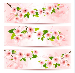Fototapete - Three spring banners with blossoming sakura brunch with spring f