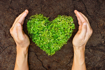 Wall Mural - hands holding green heart shaped tree on crack earth