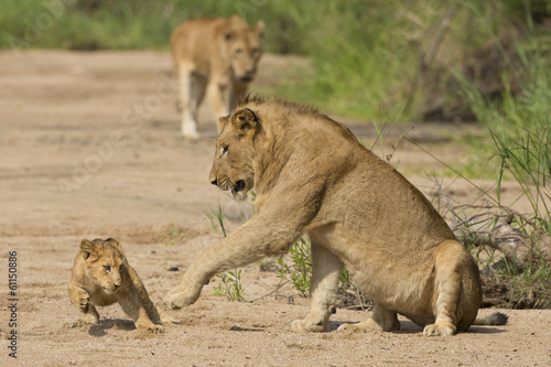 Board z aluminiowym obramowaniem Afrykańskie lwiątko i matka (panthera leo) RPA